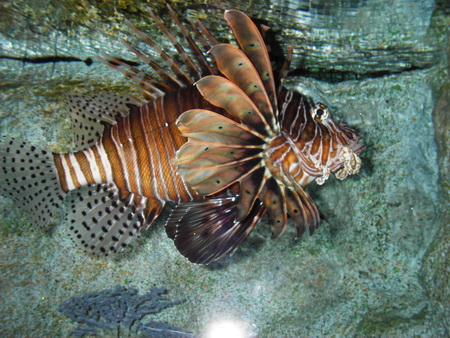1207 - Thailand 1207 - Thailand