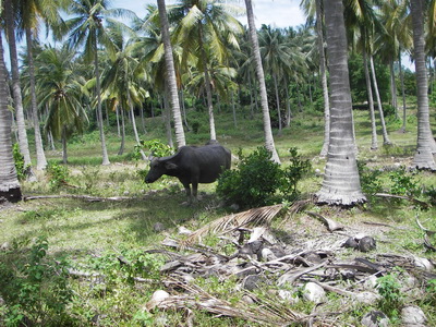 Thailand2009-0325